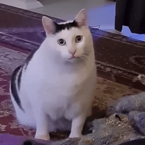 giphy 3